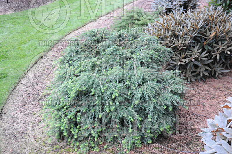 Tsuga Jeddeloh (Canadian Hemlock conifer) 1 