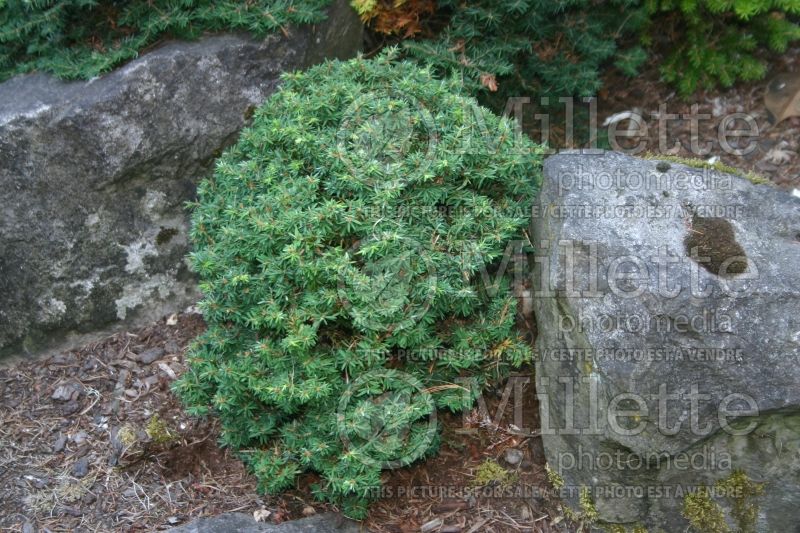Tsuga Minuta (Canadian Hemlock conifer) 1 