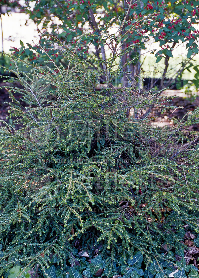 Tsuga Slenderella (Canadian Hemlock Conifer) 1 