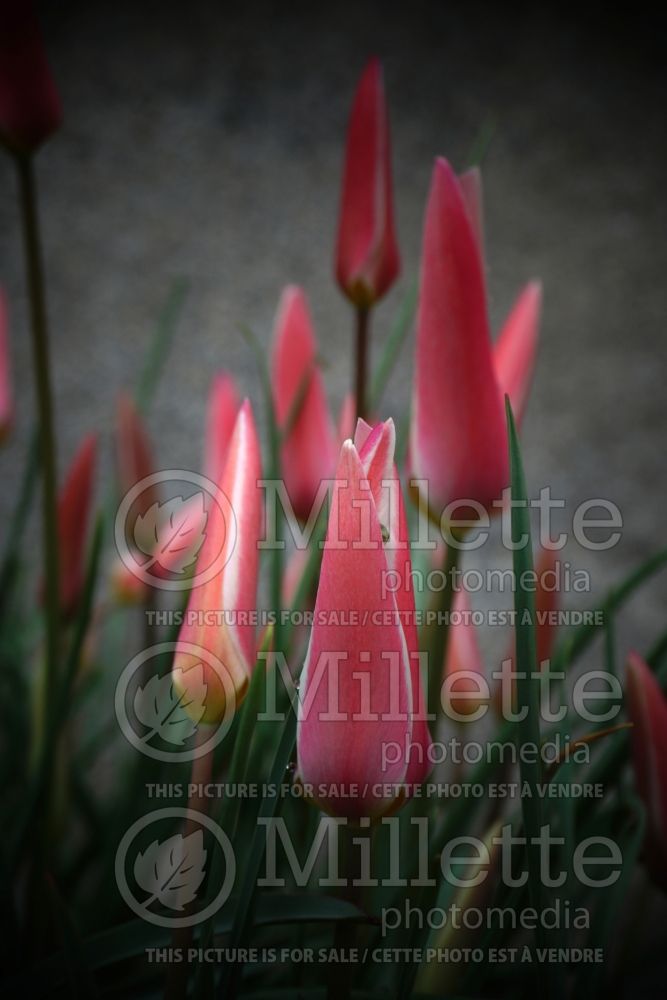 Tulipa Lady Jane (Tulip) 3