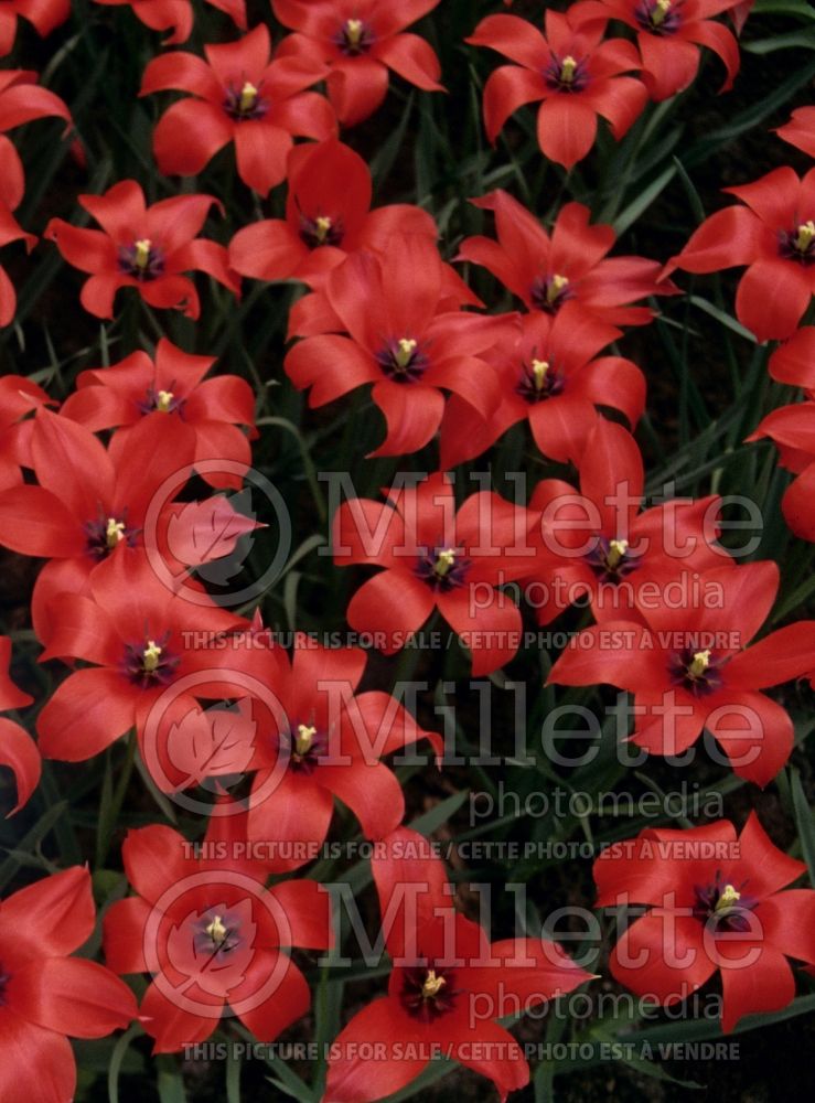 Tulipa linifolia (Tulip) 1