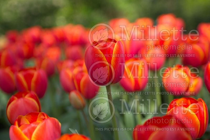 Tulipa Ad Rem (Tulip) 1 