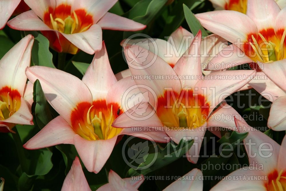 Tulipa Ancilla (Kaufmanniana Tulip) 2 