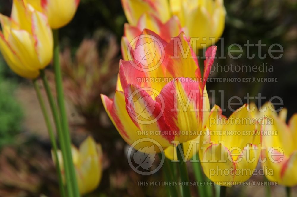 Tulipa Antoinette (Tulip) 1 