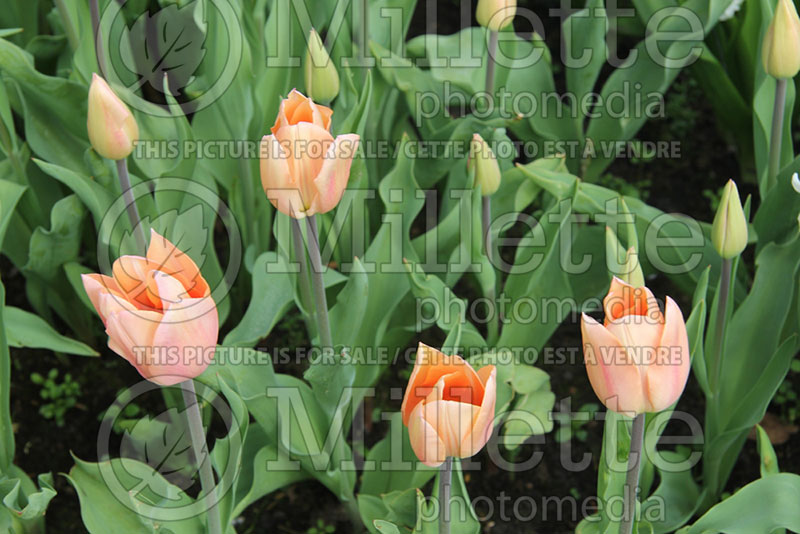 Tulipa Apricot Beauty (Tulip) 1