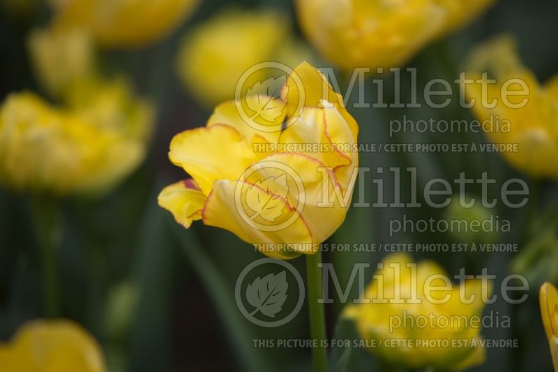 Tulipa Aquila (Tulip)  2 