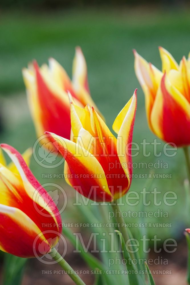 Tulipa Ballade Dream aka Sonnet (Lily-Flowered Tulip) 1 