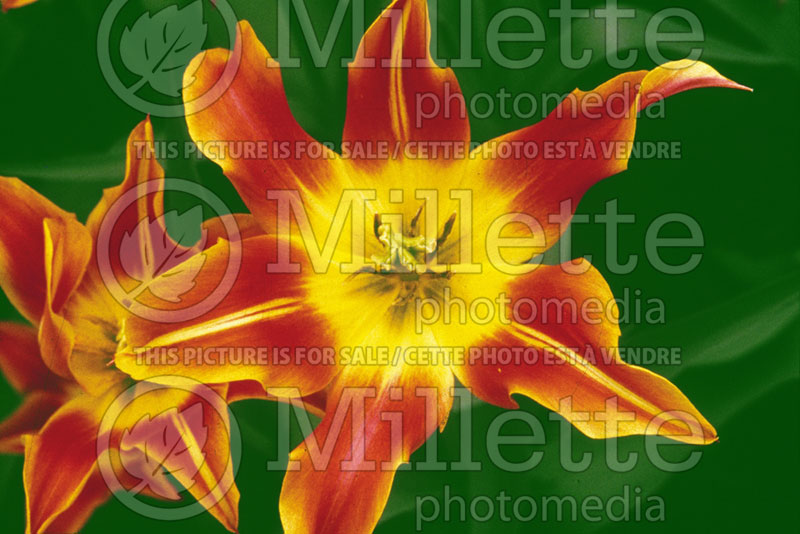 Tulipa Ballade Orange (Tulip) 1 