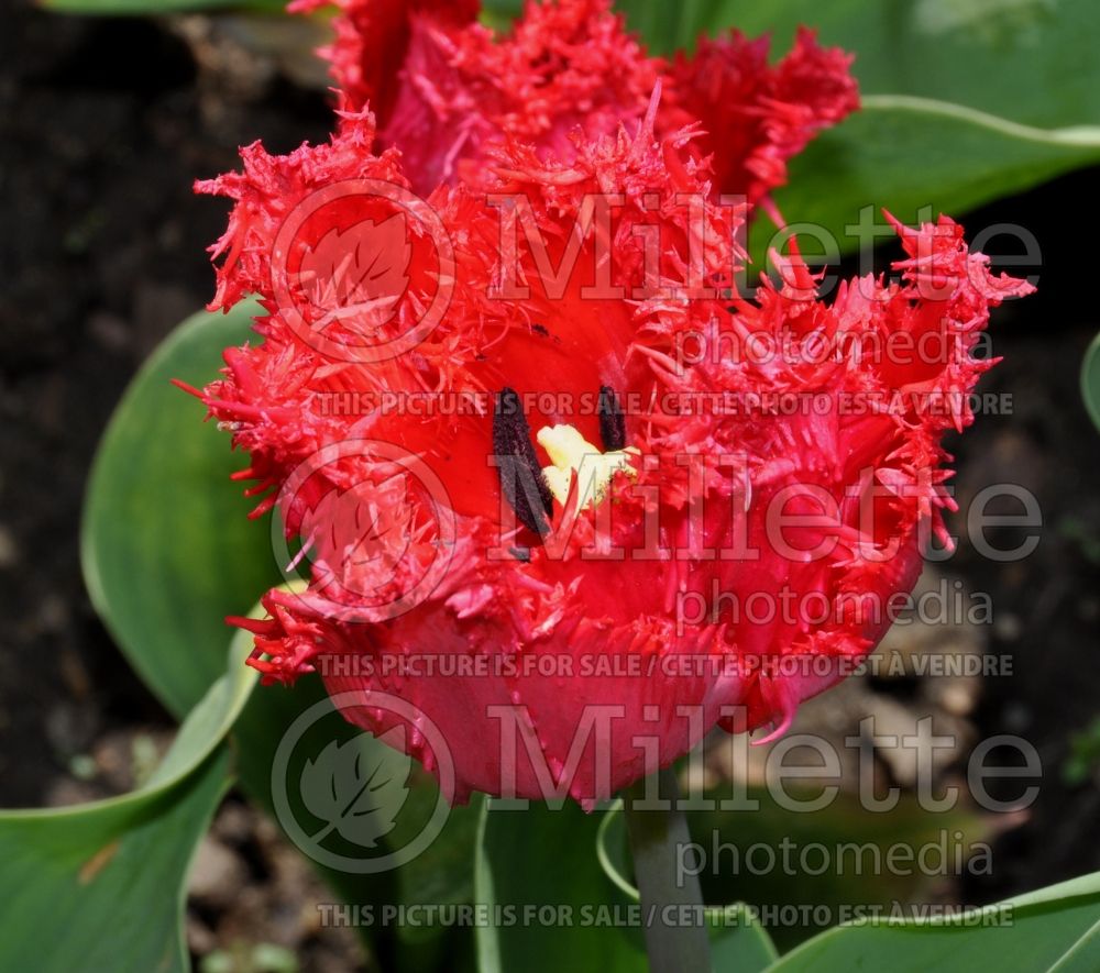 Tulipa Barbados (Tulip) 1 