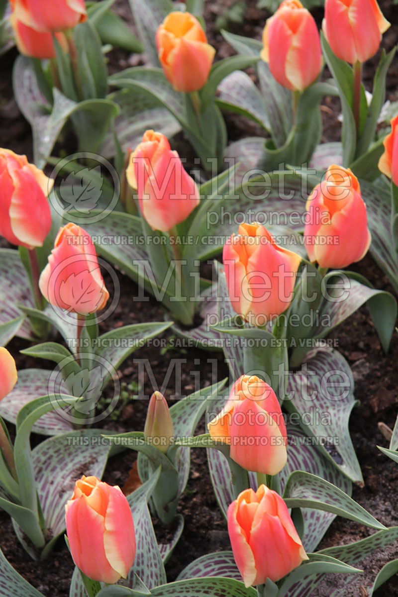 Tulipa Corsage (Tulip) 3