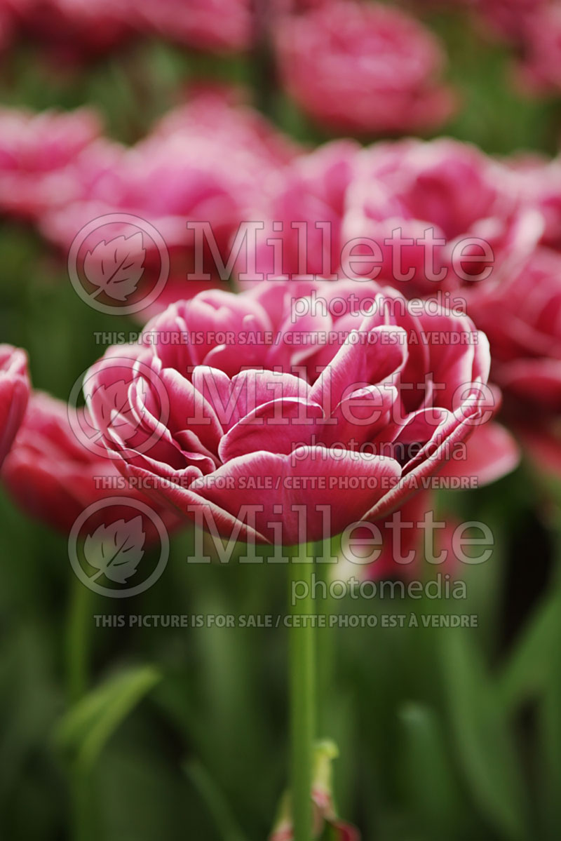 Tulipa Dream Touch (Tulip) 5 
