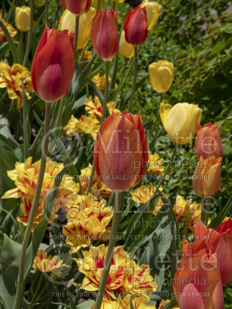 Tulipa El Nino (Tulip) 4 