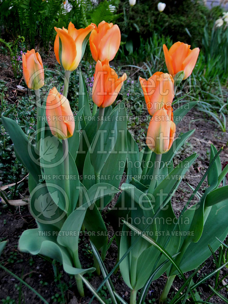 Tulipa Orange Emperor (Tulip) 1