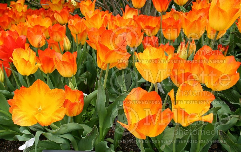 Tulipa Generaal De Wet (Single Early Tulip) 1 