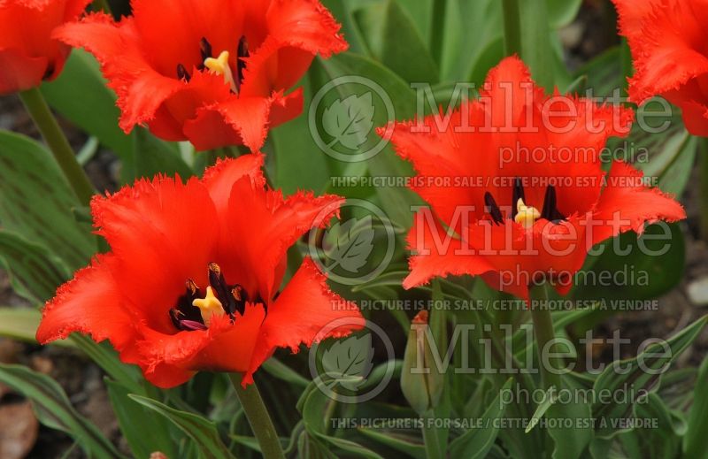 Tulipa Red Riding Hood (Tulip) 1 