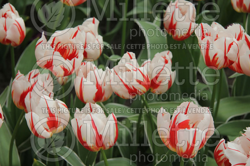 Tulipa Happy Generation (Tulip) 1