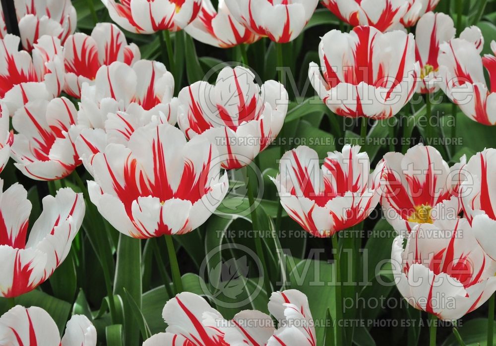 Tulipa Happy Generation (Tulip) 3
