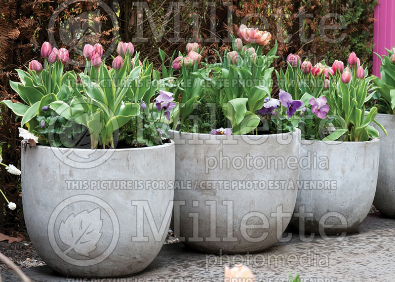 Pots with tulipa (Tulips in pots) 2  