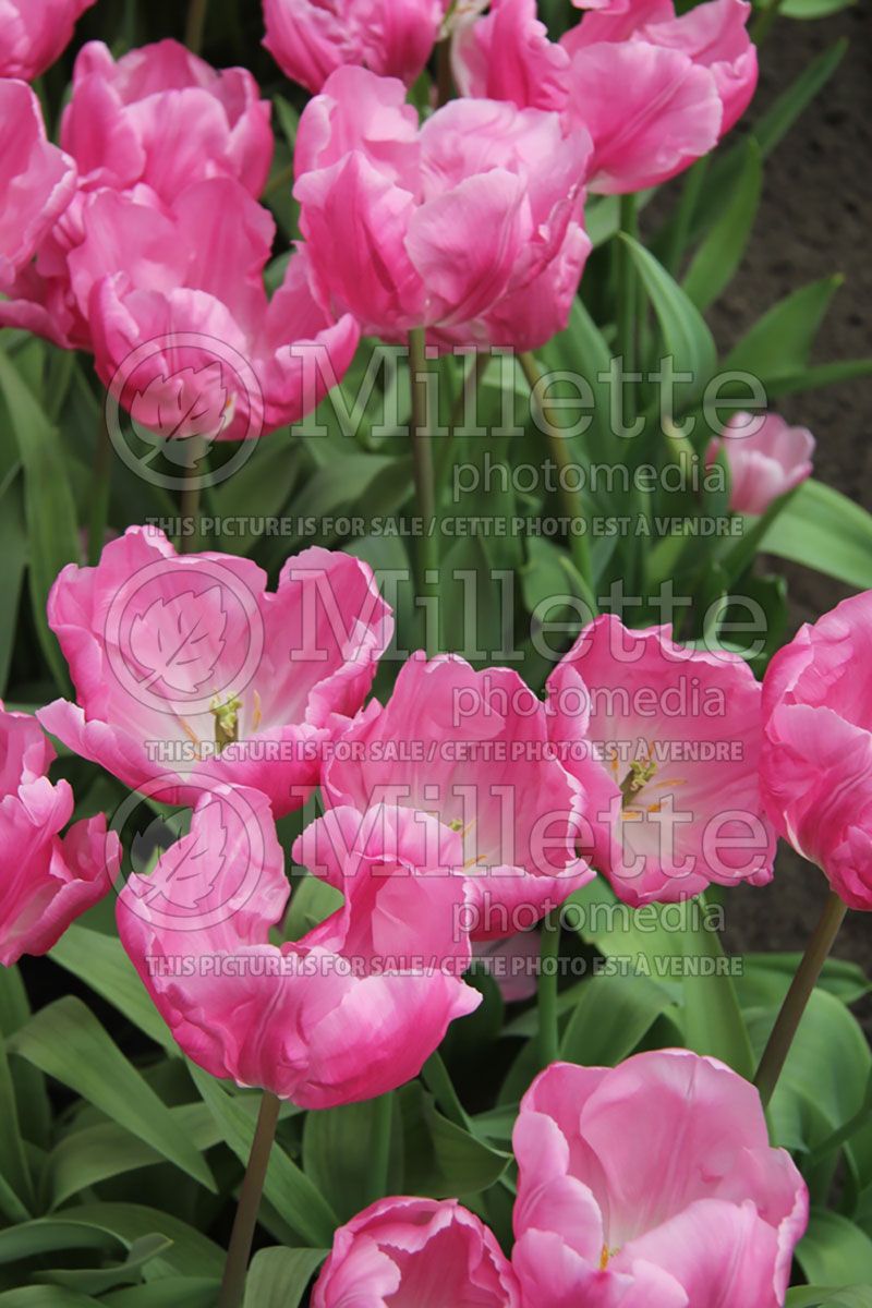 Tulipa Jumbo Pink (Tulip)  2