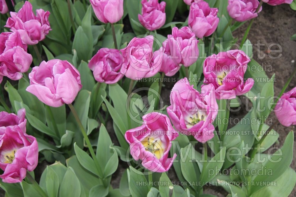 Tulipa Magic Lavender (Tulip) 1