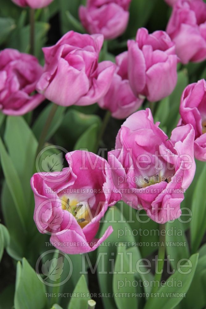 Tulipa Magic Lavender (Tulip) 2