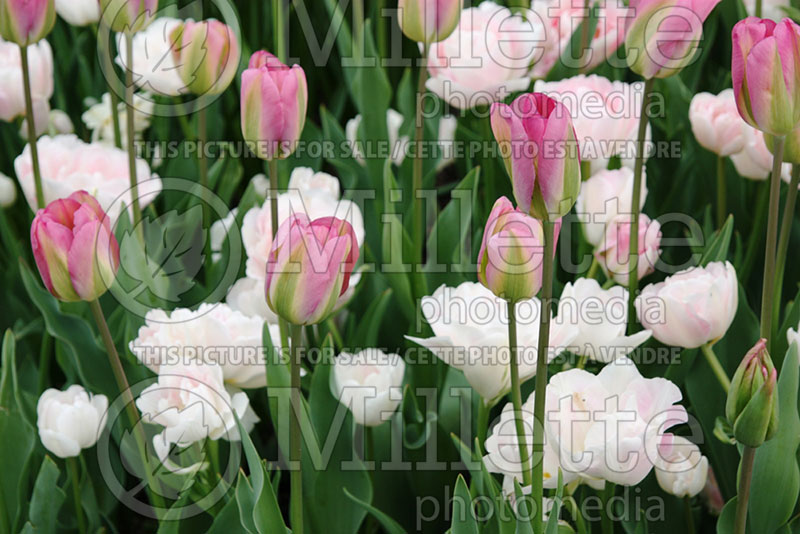 Tulipa Angelique and Groenland (Late Tulip, Peony-flowered Tulip)  5