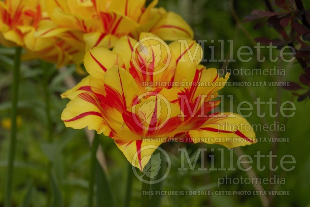 Tulipa Monsella (Tulip) 1 
