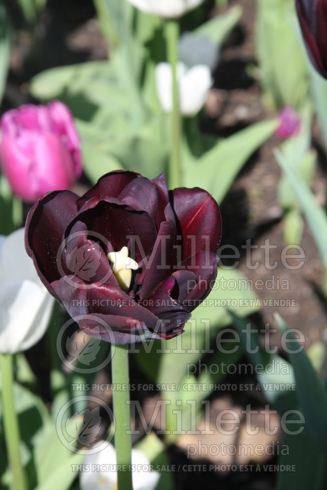 Tulipa Paul Scherrer (Tulip) 2