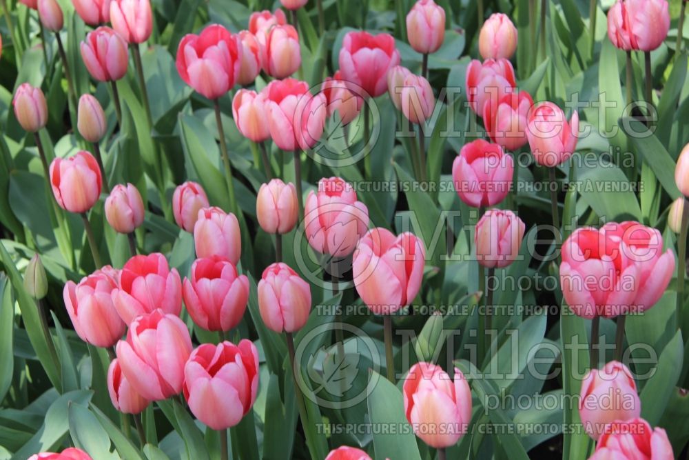 Tulipa Pink Impression (Tulip) 1 