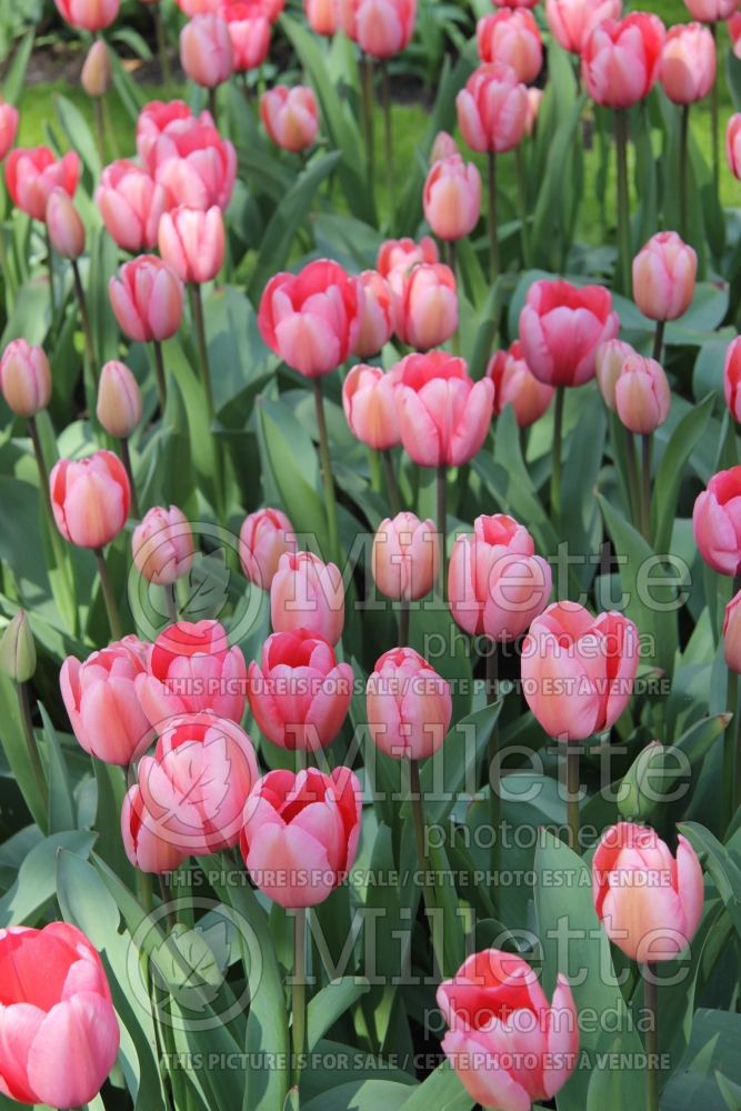 Tulipa Pink Impression (Tulip) 2 