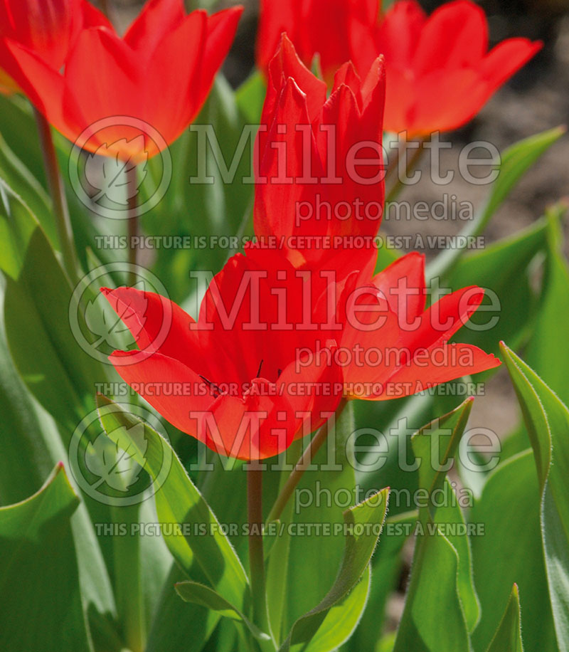 Tulipa Fusilier (Tulip) 1
