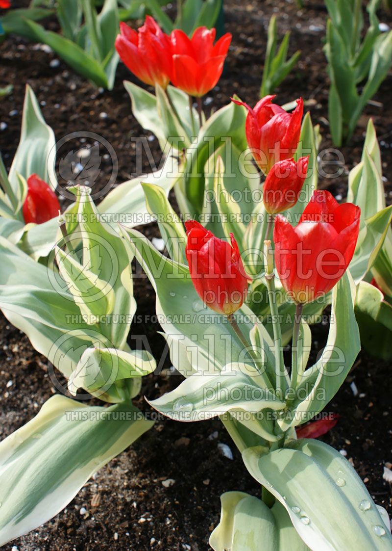 Tulipa Unicum (Species Tulip)  1