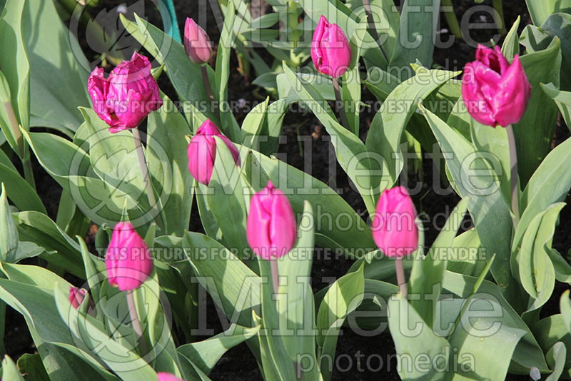 Tulipa Purple Prince (Tulip) 1 