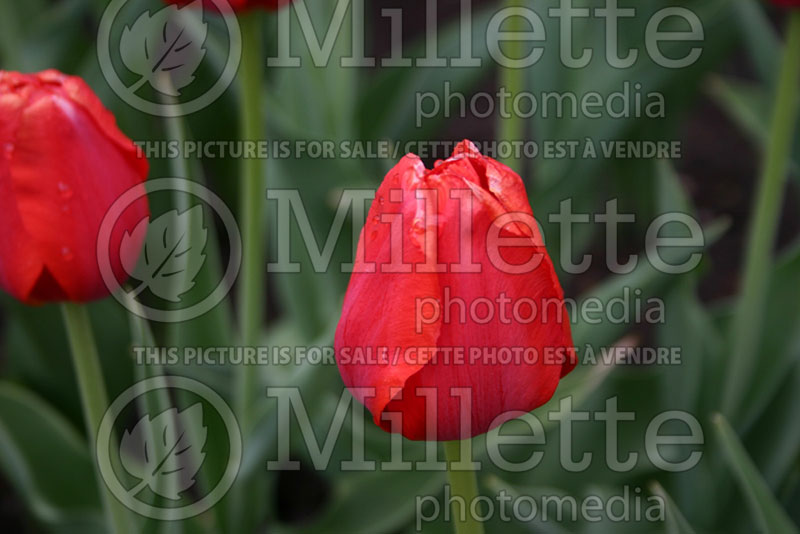 Tulipa Bastogne (Tulip) 1 