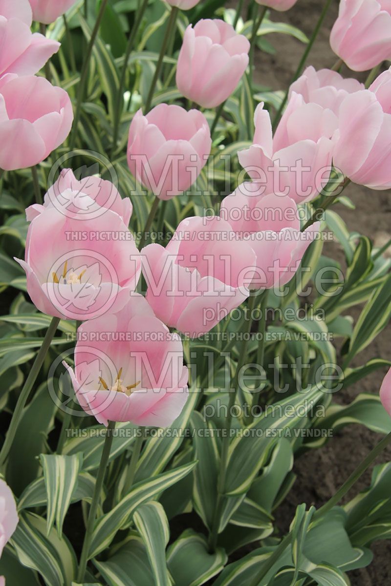 Tulipa Tropical Lady (Tulip)  4
