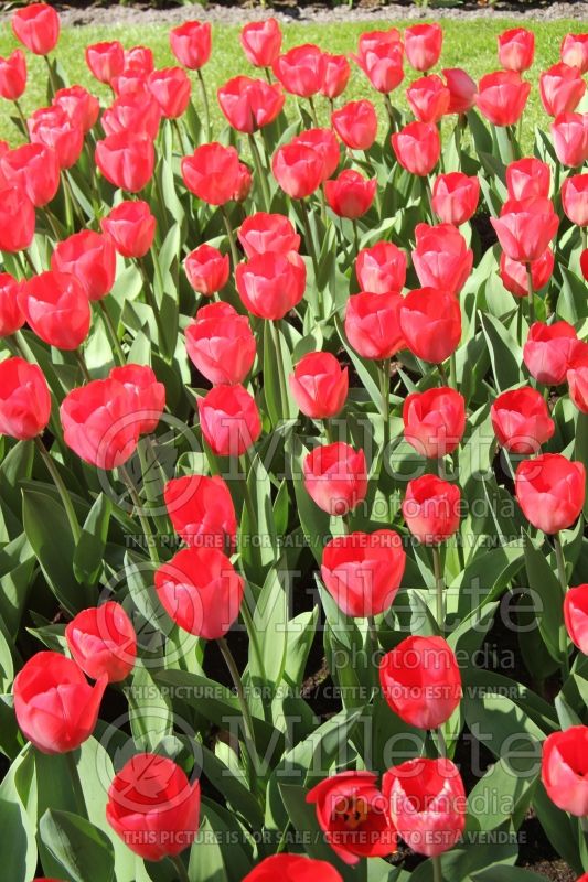Tulipa Van Eijk (Tulip) 1 