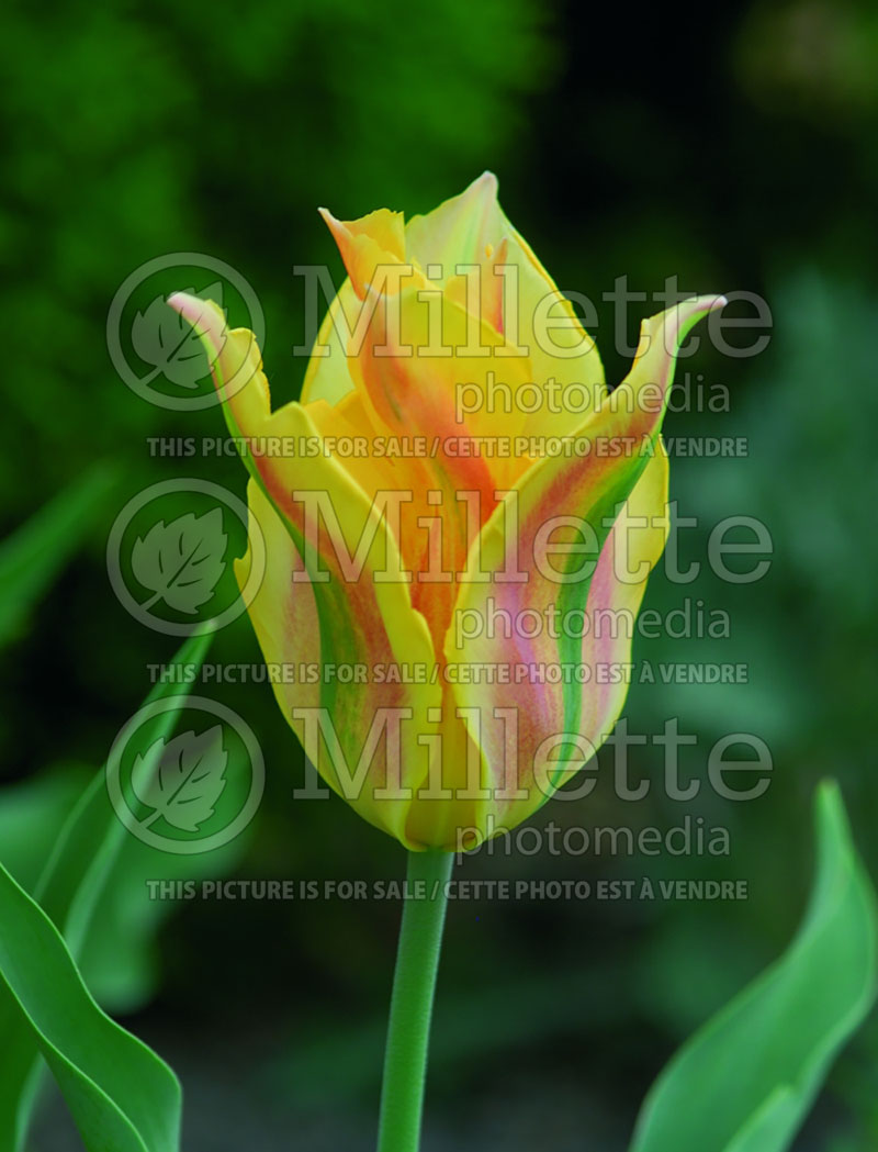 Tulipa Groenland Orange (Tulip) 3 