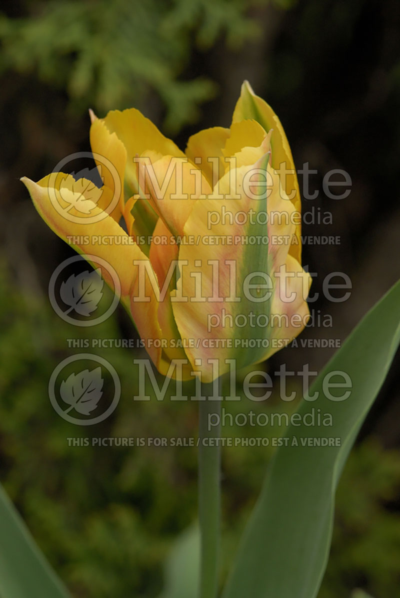 Tulipa Groenland Orange (Tulip) 4 