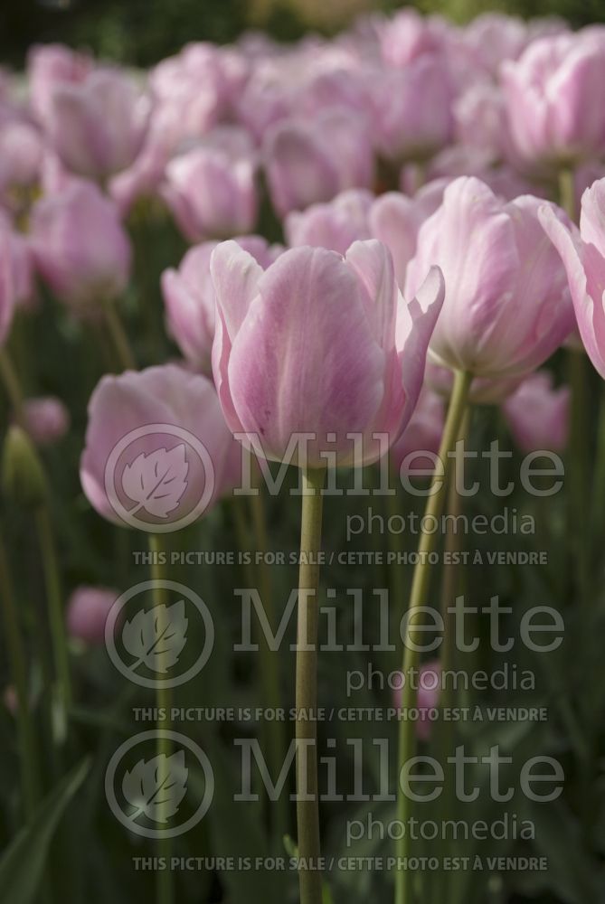 Tulipa Wonderful (Tulipe) 1
