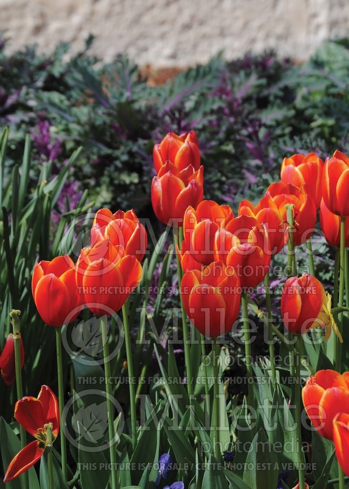 Tulipa World's Favorite (Darwin Tulip) 2 