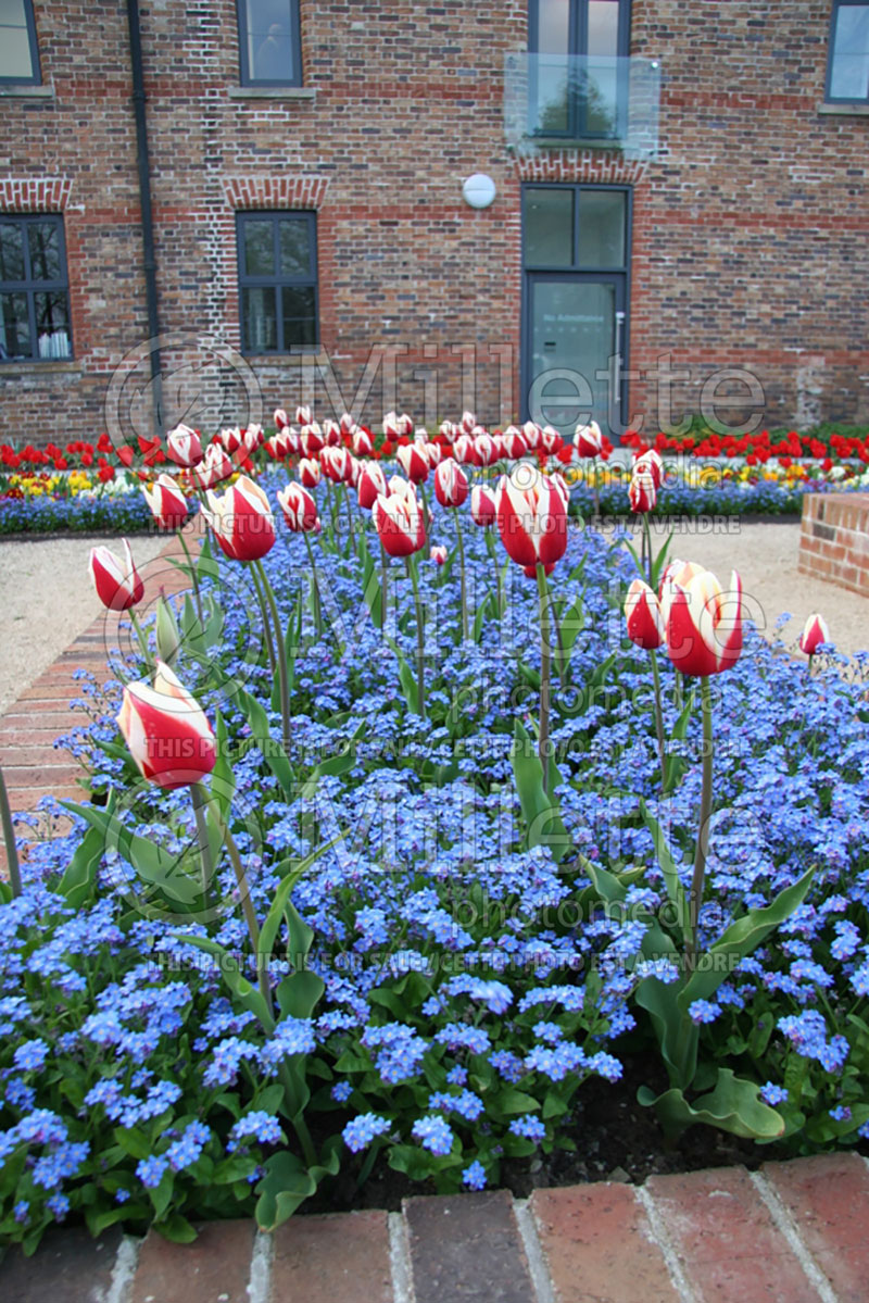 Tulip and hyacinth Display Garden (Ambiance) 6 