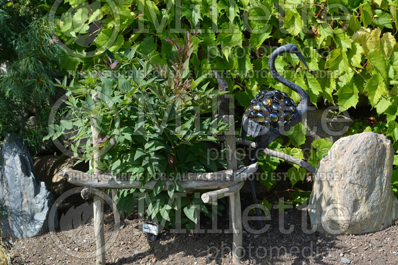 Staking a Clematis recta Purpurea - garden works 1