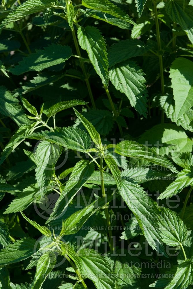 Urtica dioica (Stinging nettle or common nettle) 4 