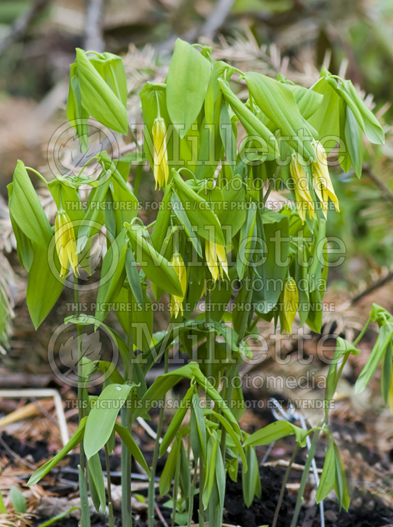 Uvularia grandiflora (Bellwort) 4 