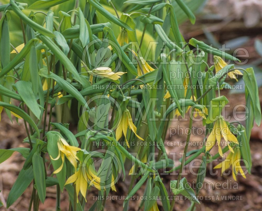 Uvularia grandiflora (Bellwort) 8