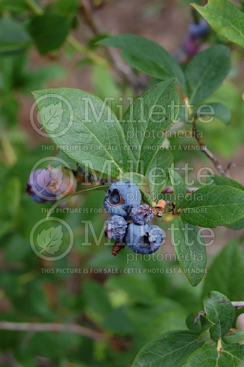 Vaccinium angustifolium (Lowbush Blueberry) 7 