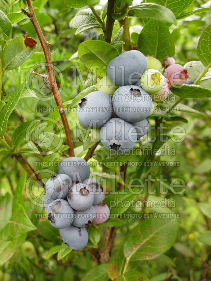 Vaccinium Chippewa (Blueberry) 2 