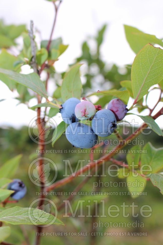 Vaccinium Bluecrop (Blueberry) 2 
