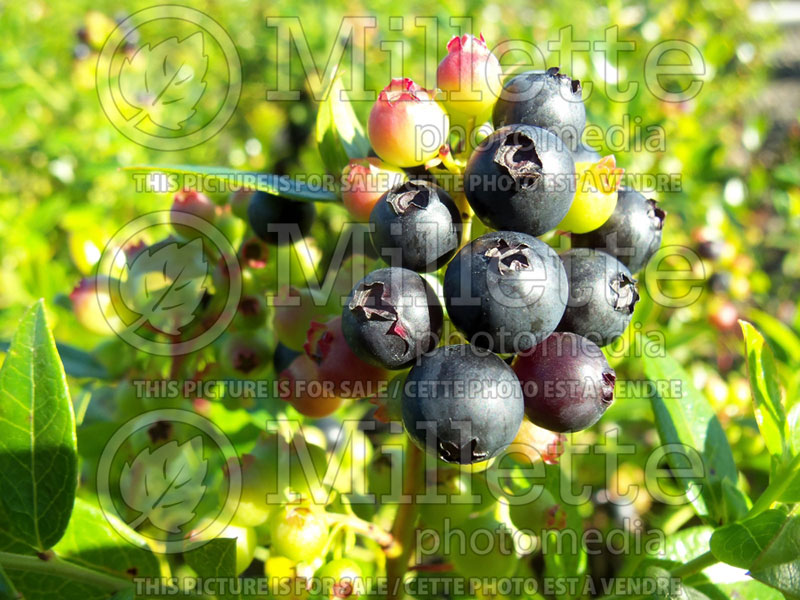 Vaccinium BrazelBerries Blueberry Glaze (Blueberry) 2 