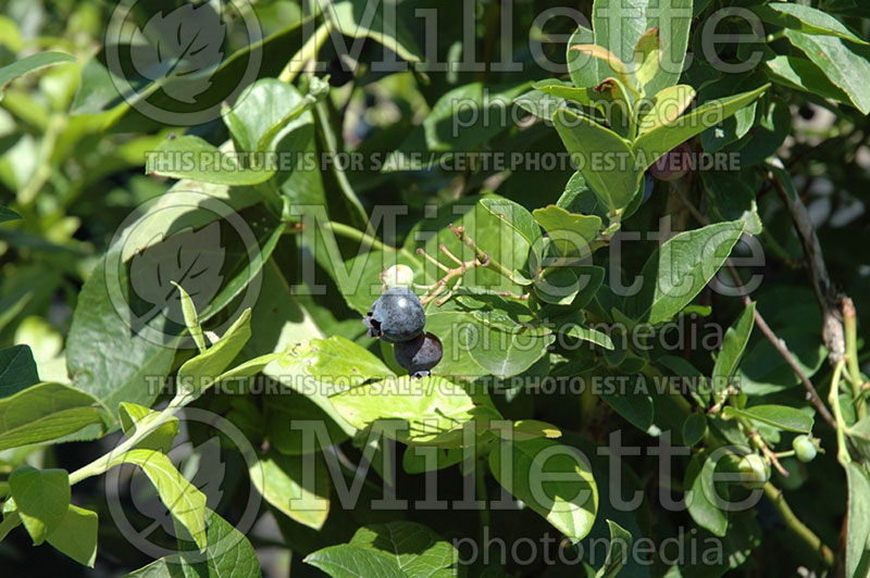 Vaccinium Polaris (Blueberry) 1 
